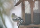 Evening Grosbeak (26)