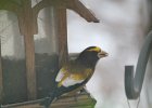 Evening Grosbeak (27)
