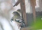 Evening Grosbeak (28)