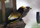 Evening Grosbeak (3)