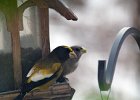 Evening Grosbeak (4)