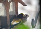 Evening Grosbeak (5)