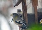 Evening Grosbeak (6)