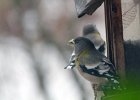 Evening Grosbeak (7)