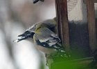Evening Grosbeak (8)