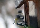 Evening Grosbeak (9)