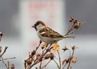101House Sparrow