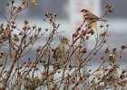 House Sparrow (1)