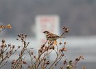 House Sparrow (4)