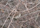 House Sparrow (7)