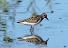 101Pectoral Sandpiper