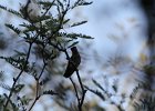 Humming Birds (53)