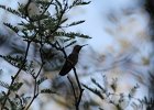 Humming Birds (54)
