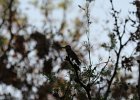 Humming Birds (56)