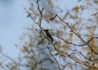 Humming Birds (58)