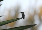Humming Birds (60)