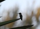Humming Birds (61)