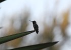Humming Birds (62)