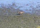 Least Sandpiper (15)