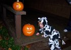 Emily Halloween 2011 (14)