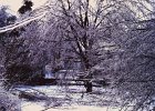 Ice Storm Mar 1984 (14)