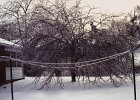 Ice Storm Mar 1984 (16)