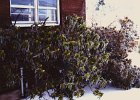 Ice Storm Mar 1984 (9)