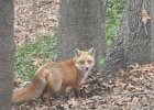 Backyard Fox