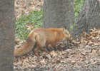 Backyard Fox (2)