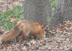 Backyard Fox (3)