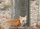 Backyard Fox (4)