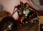 Eating Lobster