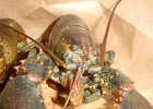 Lobster (3)