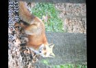 Fox (8)