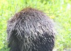 Porcupine (3)