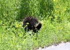 Porcupine (4)