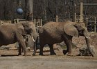 Rochester Zoo 2015 (16)