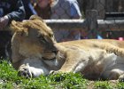 Rochester Zoo 2015 (9)