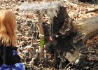 Tinker Park Fairy Homes