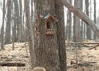 Fairy Homes (10)