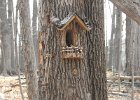 Fairy Homes (11)