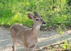 Deer (4)
