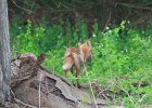 Fox (1)
