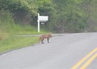 Fox (4)