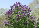 Lilac Festival (62)