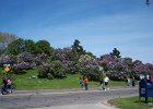 Lilac Festival (7)