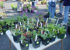 The Plant Sale (22)