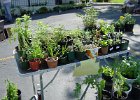 The Plant Sale (34)