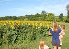 The Sunflower Fields
