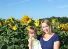 Sunflower Fields (12)
